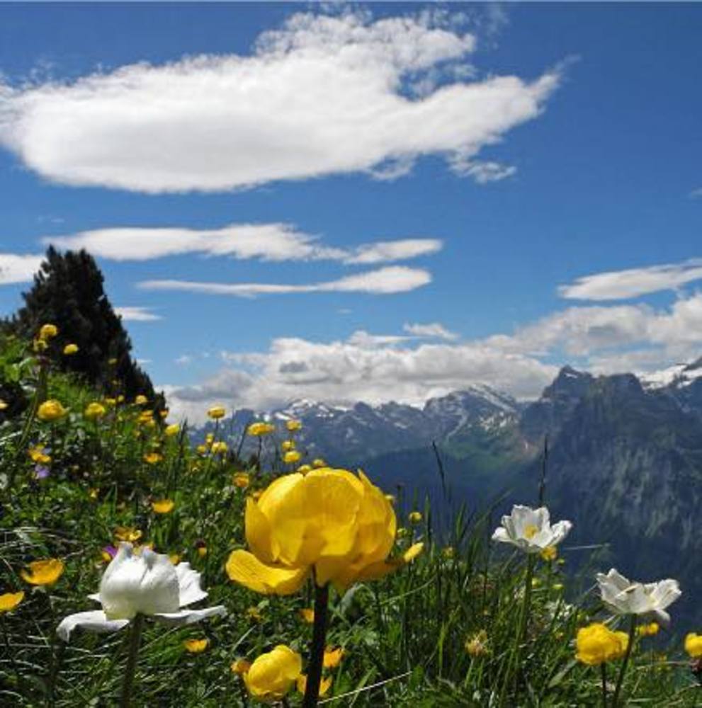 Meet your Posher, KJ